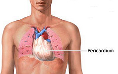 Pericardium